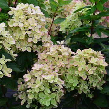 Rispenhortensie Pastelgreen - Hydrangea paniculata