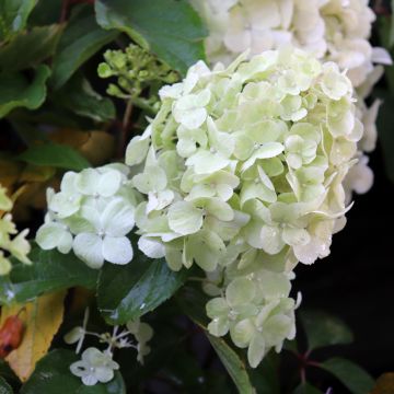 Rispenhortensie Polar Bear - Hydrangea paniculata