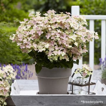 Hydrangea paniculata Polestar - Hortensia paniculé