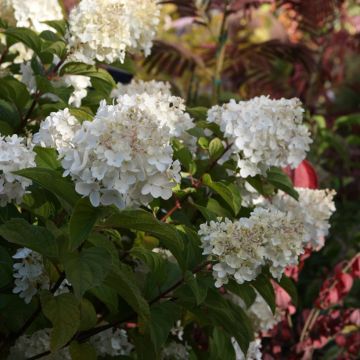 Rispenhortensie Silver Dollar - Hydrangea paniculata