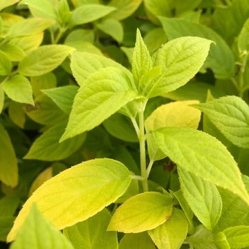 Rispenhortensie Sunlight - Hydrangea paniculata