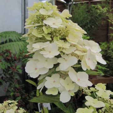 Rispenhortensie Unique - Hydrangea paniculata