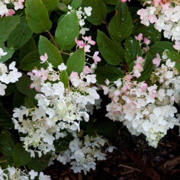 Hydrangea paniculata White Diamond - Hortensia paniculé