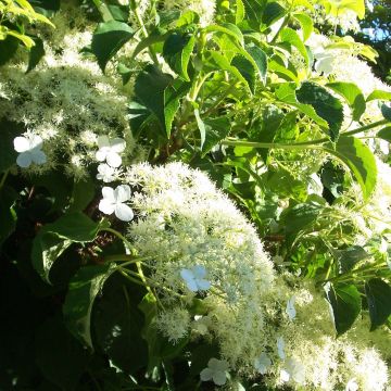 Hydrangea anomala sp petiolaris Flying Saucer - Kletter-Hortensie