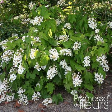 Eichenblatt-Hortensie Alice - Hydrangea quercifolia