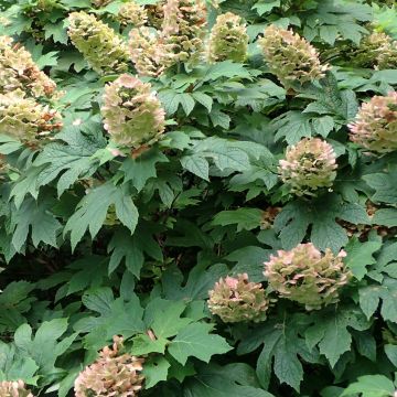 Eichenblatt-Hortensie Jetstream - Hydrangea quercifolia