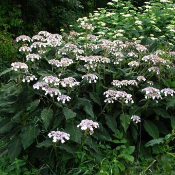 Hydrangea aspera subsp.sargentiana - Samthortensie