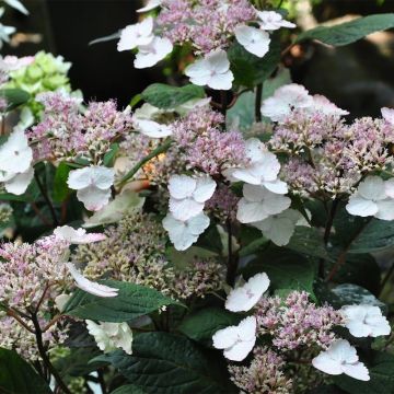 Hydrangea serrata Intermedia - Tellerhortensie