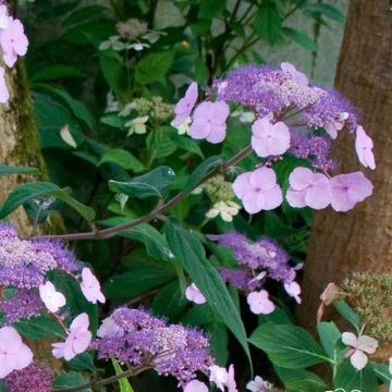 Hydrangea serrata Oamacha - Tellerhortensie