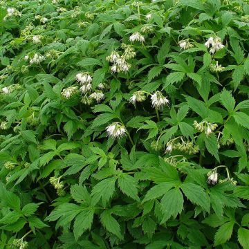 Hydrophyllum virginianum - Virginia Wasserblatt