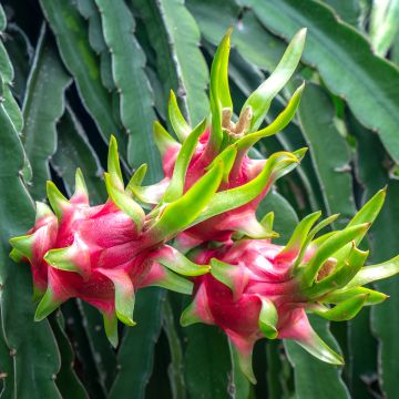 Hylocereus undatus - Pitaya, Fruit du dragon rouge