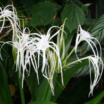 Hymenocallis longipetala - Schönhäutchen