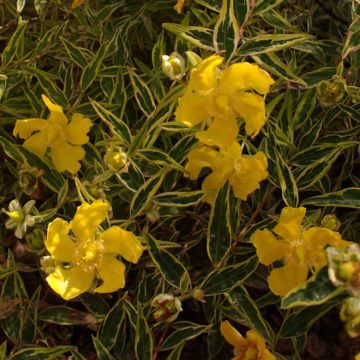 Hypericum Hidcote Limelight - Großblumiges Johanniskraut