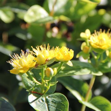 Hypericum Magical Sunshine - Johanniskraut