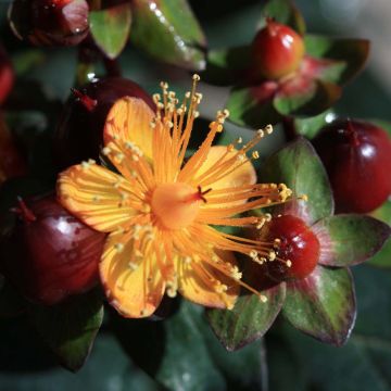 Hypericum inodorum Magical Universe  - Millepertuis