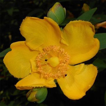 Hypericum moserianum - Johanniskraut