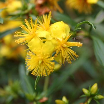 Hypericum densiflorum Buttercup - Johanniskraut