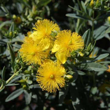 Hypericum kalmianum Blue Velvet - Johanniskraut