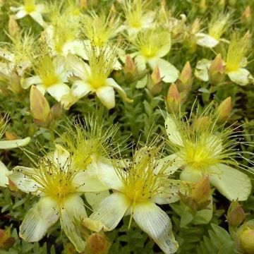 Hypericum olympicum Citrinum - Johanniskraut