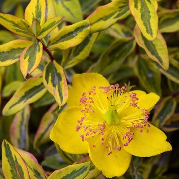 Hypericum moserianum Little Misstery - Johanniskraut