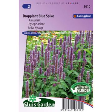 Agastache foeniculum Blue Spike (Samen) - Duftnessel