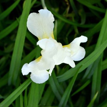 Iris sibirica Chartreuse Bounty - Sibirische Schwertlilie