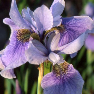 Iris sibirica Cool Spring - Sibirische Schwertlilie