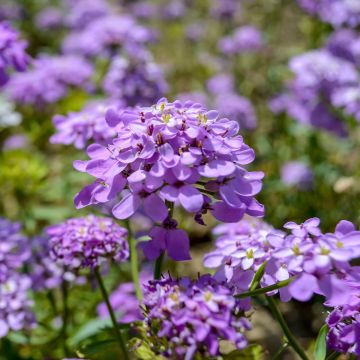 Iberis Absolutely Amethyst - Immergrüne Schleifenblume