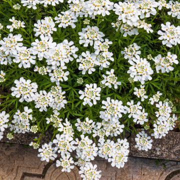 Iberis sempervirens Snowflake - Immergrüne Schleifenblume