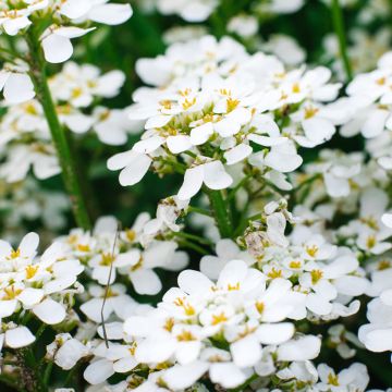 Iberis sempervirens Appen-Etz - Immergrüne Schleifenblume