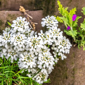 Iberis sempervirens - Immergrüne Schleifenblume