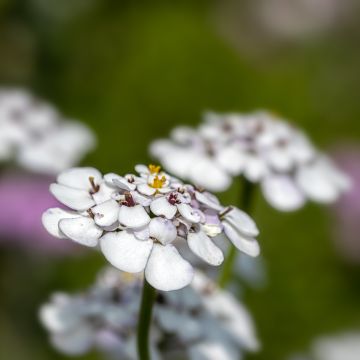 Iberis sempervirens Masterpiece - Immergrüne Schleifenblume