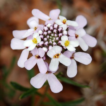 Iberis sempervirens Pink Ice - Immergrüne Schleifenblume