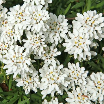 Iberis sempervirens Weisser Zwerg - Immergrüne Schleifenblume