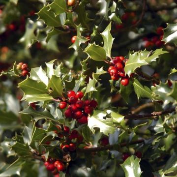 Houx commun - Ilex aquifolium Alaska