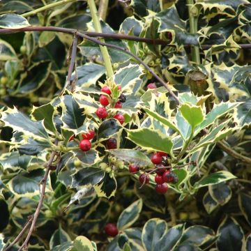 Stechpalme Madame Briot - Ilex aquifolium