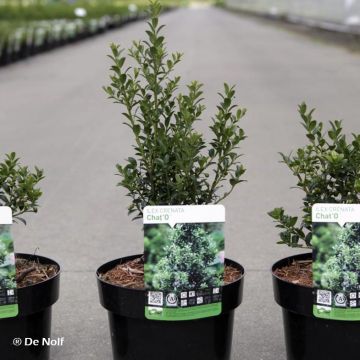 Japanische Stechpalme Chat'o - Ilex crenata