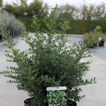 Japanische Stechpalme Stokes - Ilex crenata