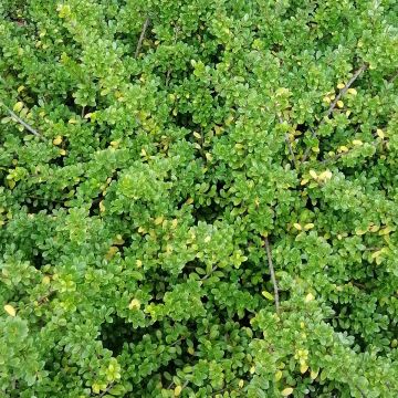 Ilex crenata Convexa taillé en boule - Topiaire de Houx crénelé