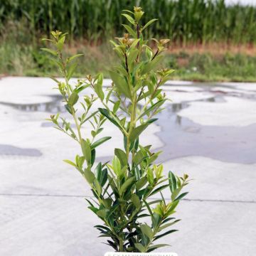 Ilex maximowicziana Kanehirae - Stechpalme