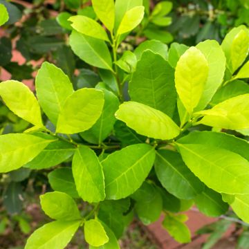 Ilex paraguariensis - Mateteestrauch