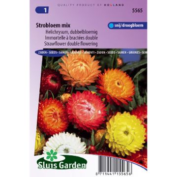 Strohblume Double Mix (Samen) - Helichrysum