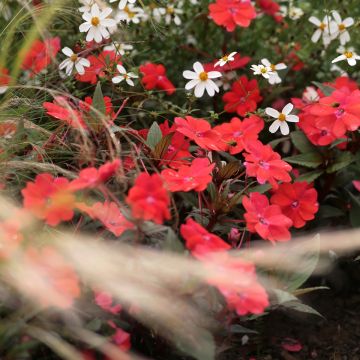 Sonnenlieschen Sunpatiens Compact Red - Impatiens