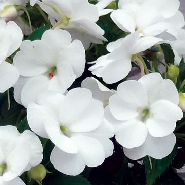 Sonnenlieschen SunPatiens Vigorous Clear White - Impatiens