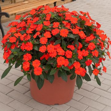 Sonnenlieschen SunPatiens Vigorous Orange Improved - Impatiens