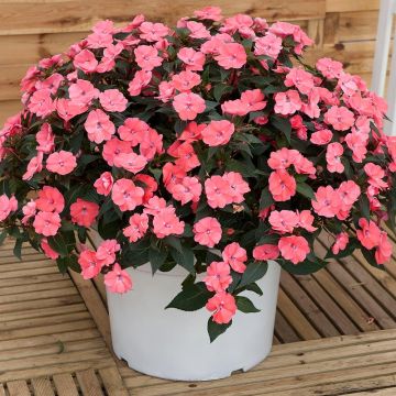 Sonnenlieschen SunPatiens Vigorous Pink Pearl - Impatiens