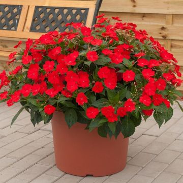 Sonnenlieschen SunPatiens Vigorous Scarlet - Impatiens