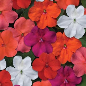 Fleißige Lieschen Beacon Mix - Impatiens walleriana