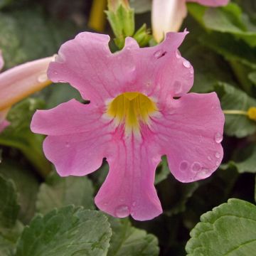 Incarvillea delavayi - Freilandgloxinie