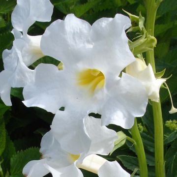 Incarvillea delavayi Snowtop - Freilandgloxinie